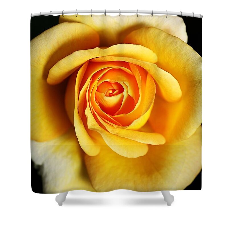 Rose Shower Curtain featuring the photograph Rich And Dreamy Yellow Rose  by Joy Watson