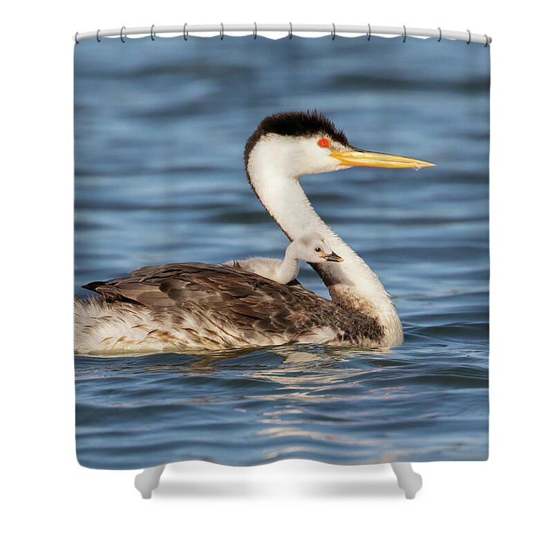 Grebes Shower Curtain featuring the photograph Riding Shotgun with Mom by Cheryl Strahl