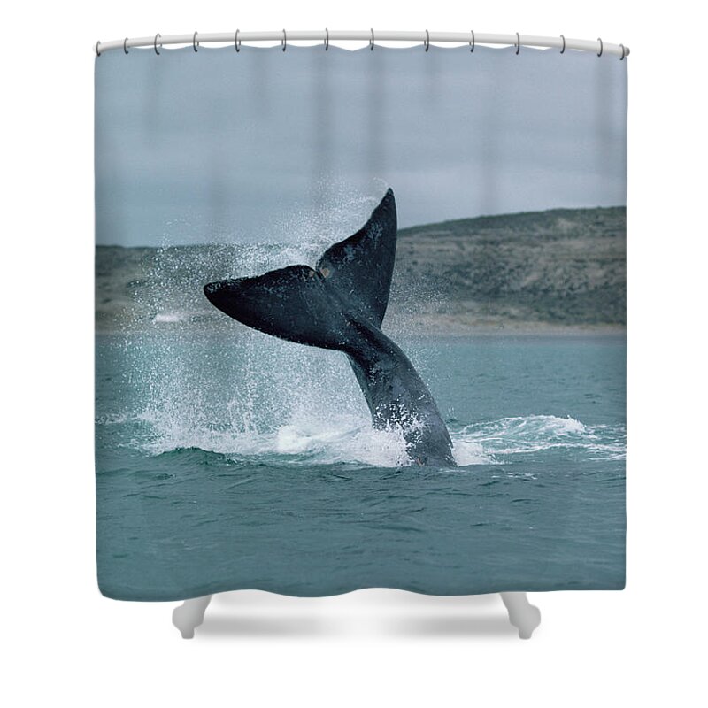 00083997 Shower Curtain featuring the photograph Right Whale Tail Lobbing by Flip Nicklin