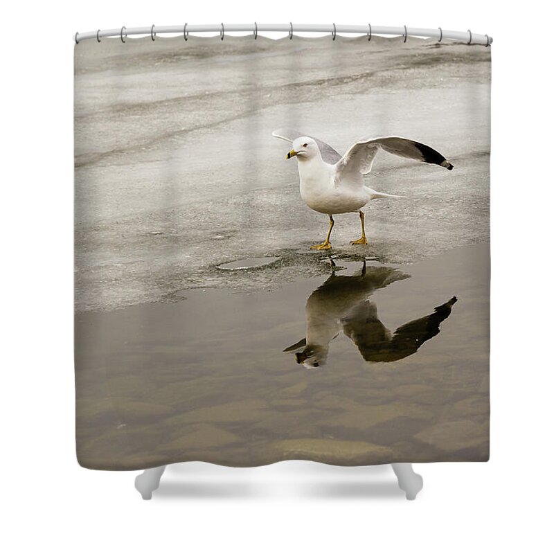 Larus Shower Curtain featuring the photograph Ring-billed Gull ready to take-off by SAURAVphoto Online Store