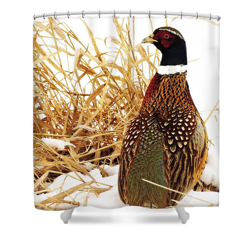 Birds Shower Curtain featuring the photograph Ring-necked Pheasant in Winter by Lori Frisch
