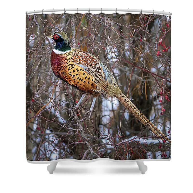 Pheasant Shower Curtain featuring the photograph Ring Necked Pheasant by James Overesch