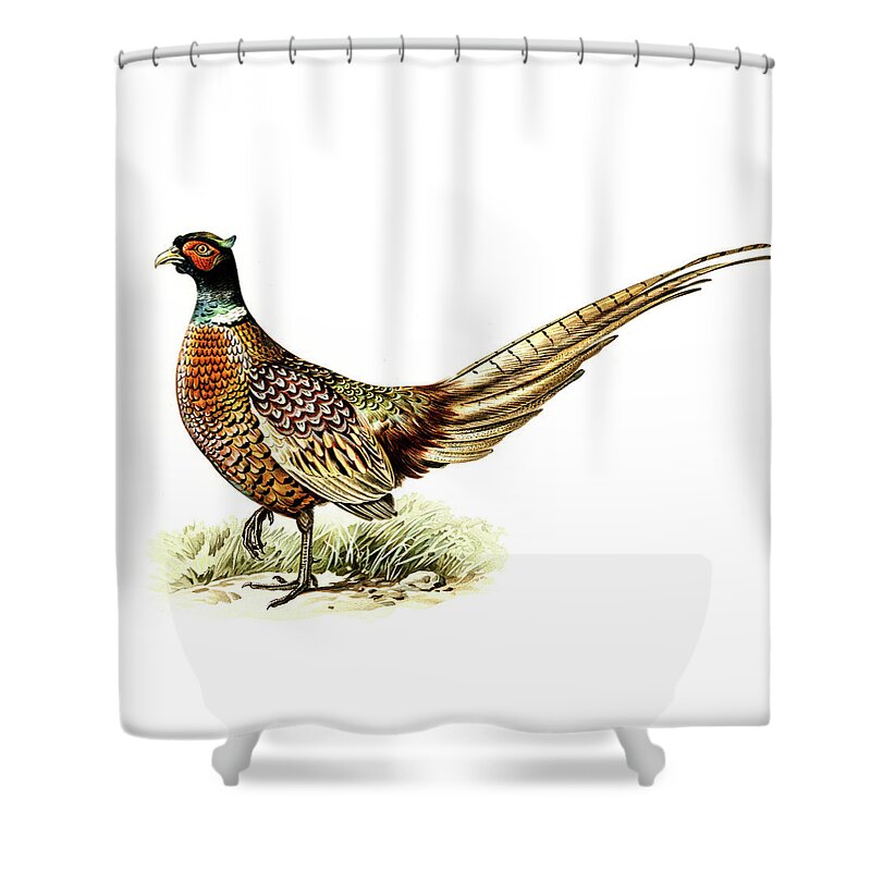 Ring Necked Pheasant Shower Curtains