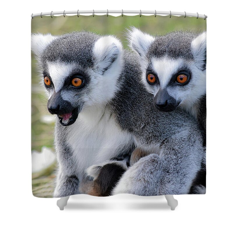 Ringtailed Lemurs Shower Curtain featuring the photograph Ringtailed Lemur duo with baby by Gareth Parkes