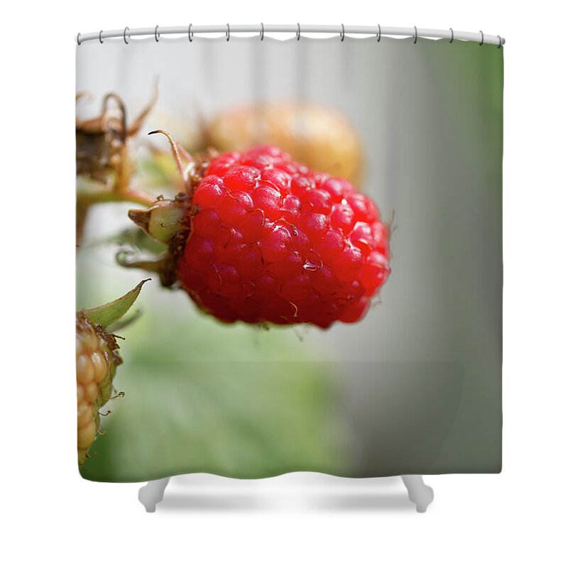 Agriculture Shower Curtain featuring the photograph Ripe Red raspberry looking juicy in the sun by Scott Lyons