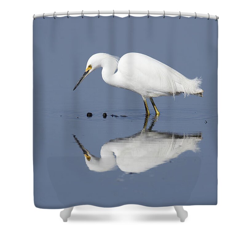 Ripples Shower Curtain featuring the photograph Ripples -- Snowy Egret at the Merced National Wildlife Refuge, California by Darin Volpe