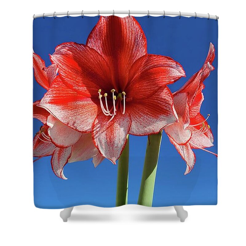 Amaryllis Shower Curtain featuring the photograph Rise Above by Kim Galluzzo