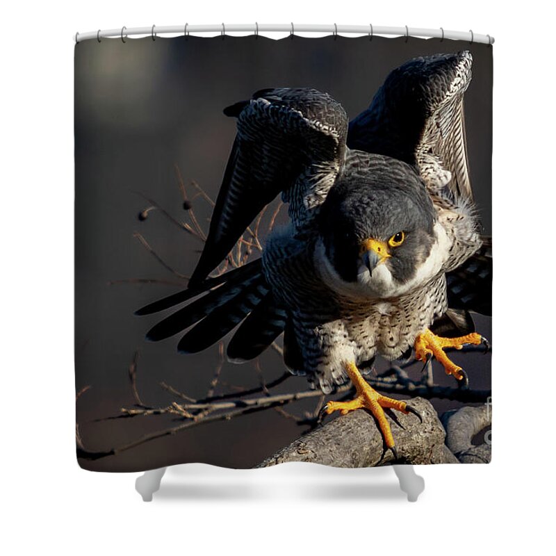 Falcon Shower Curtain featuring the photograph Rise Up by Alyssa Tumale