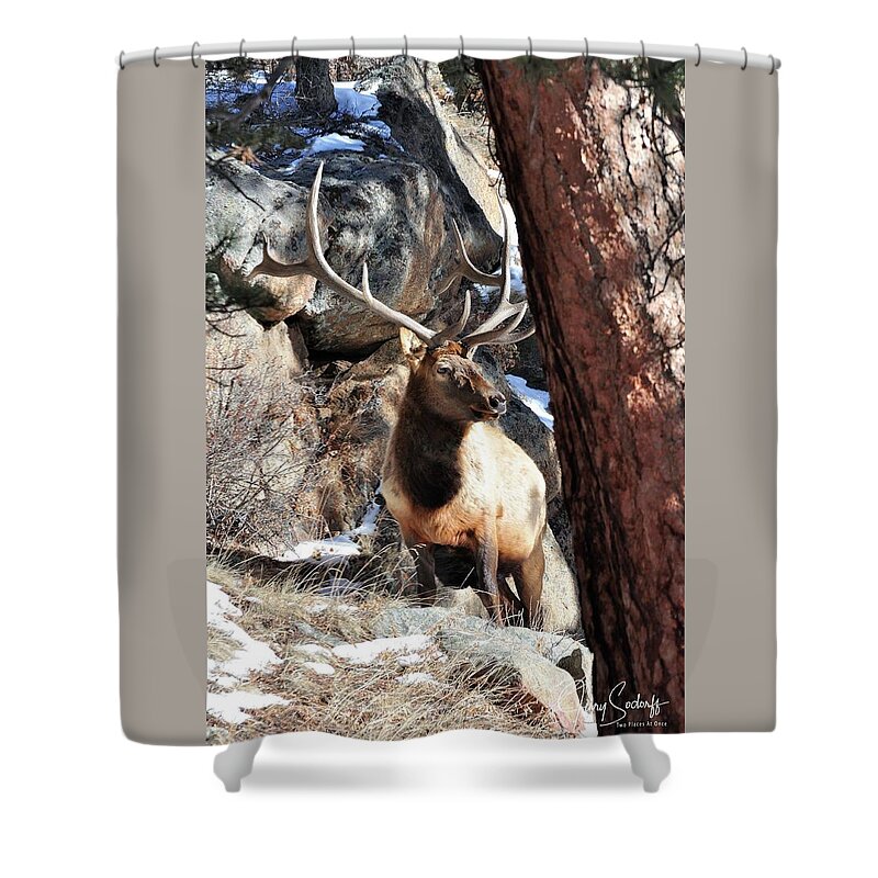 Elk Shower Curtain featuring the photograph RMNP Bull Elk DS by Jerry Sodorff
