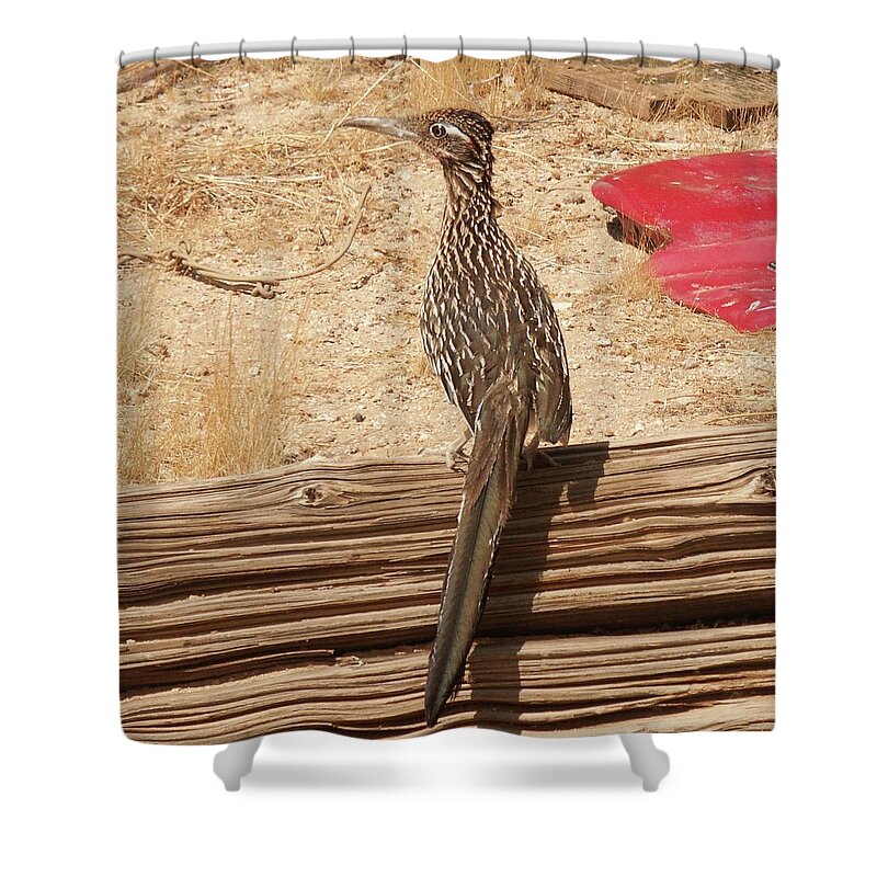 Roadrunner Shower Curtain featuring the photograph Roadrunner by Perry Hoffman