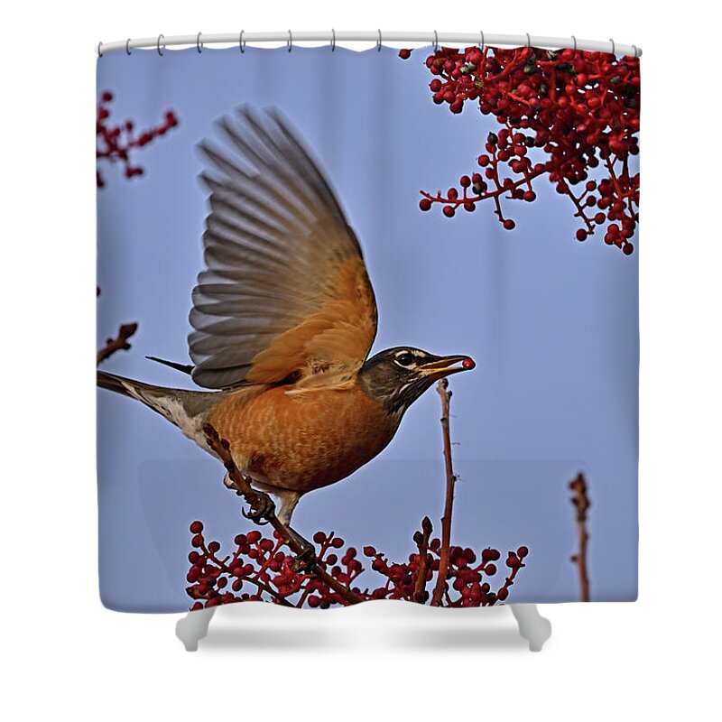 American Robin Shower Curtain featuring the photograph Robin and Red Berries by Amazing Action Photo Video