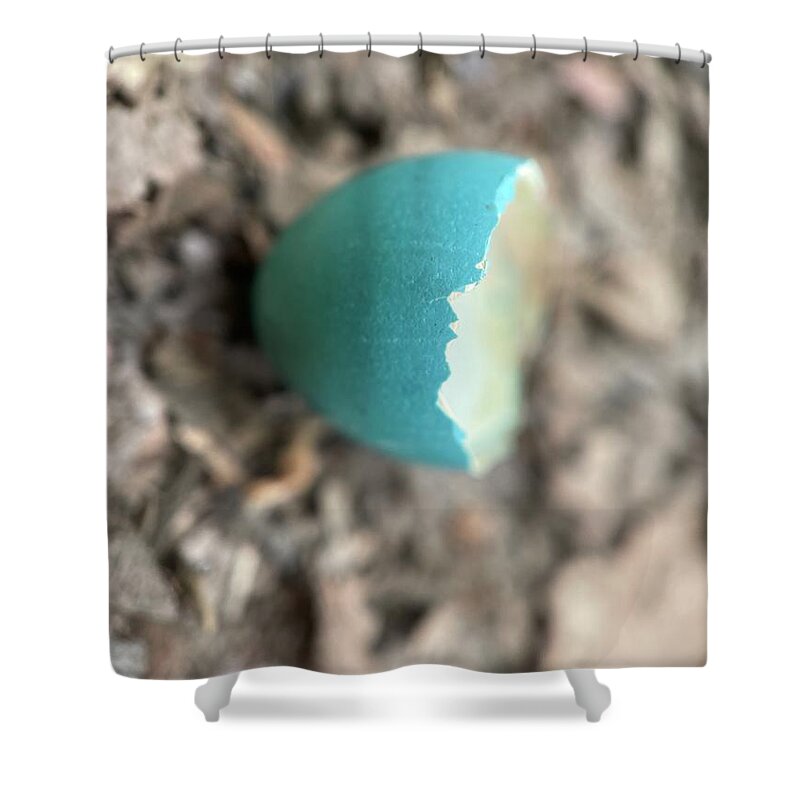  Shower Curtain featuring the photograph Robin egg by Meta Gatschenberger