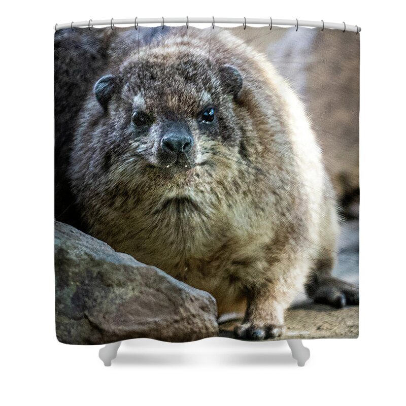 David Levin Photography Shower Curtain featuring the photograph Rock Hyrax Looking at You by David Levin
