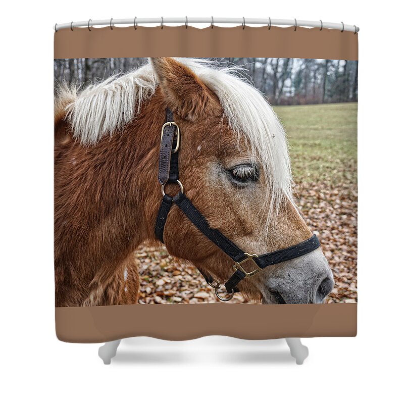 Horse Shower Curtain featuring the photograph Rockefeller Horse Blondie by Russel Considine