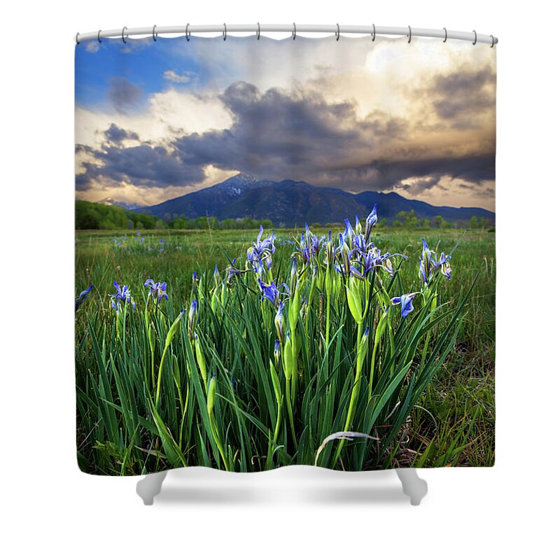 Taos Shower Curtain featuring the photograph Rocky Mountian Irises by Elijah Rael