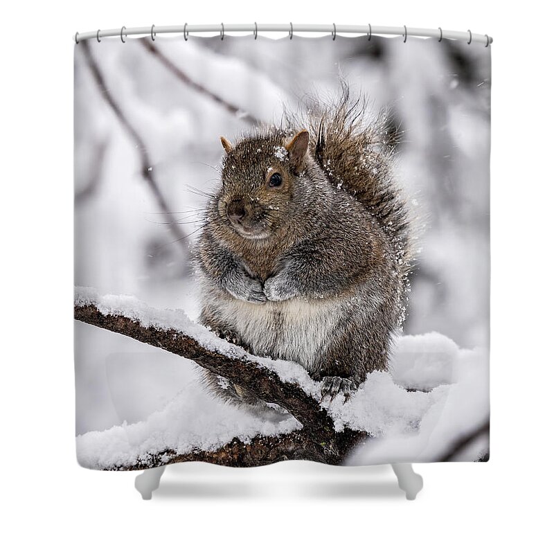 Squirrel Shower Curtain featuring the photograph Roly Poly by James Overesch