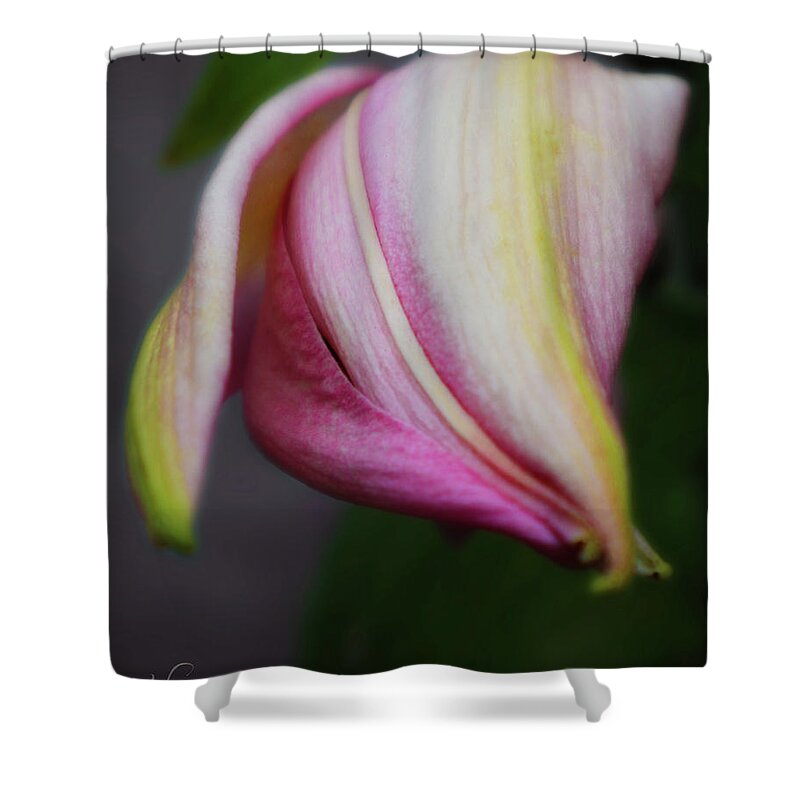Oriental Lily Shower Curtain featuring the photograph Romancing the Oriental Lilly Bud by D Lee
