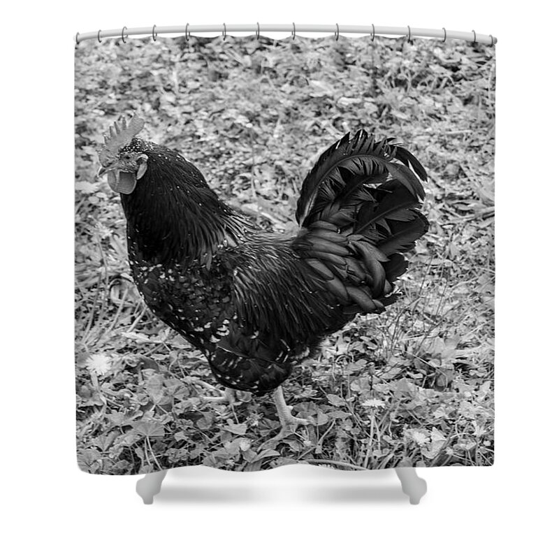 Rooster Shower Curtain featuring the photograph Rooster BW by Cathy Anderson