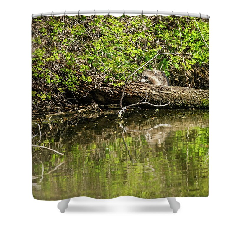 Heron Haven Shower Curtain featuring the photograph Rory Raccoon by Ed Peterson