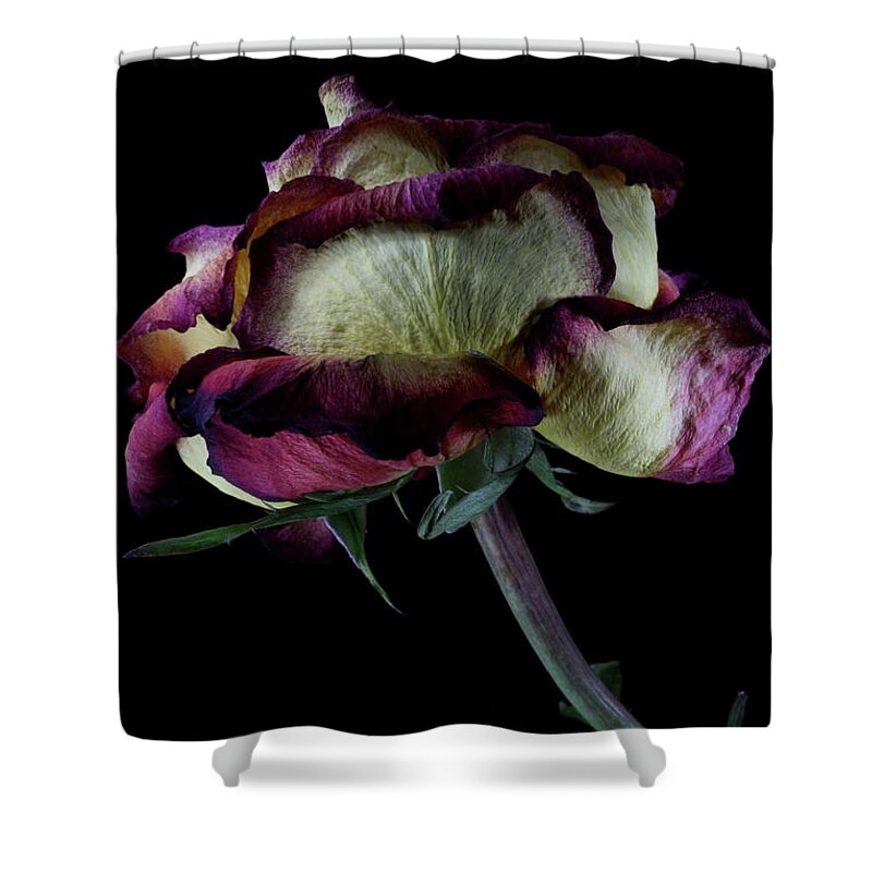 Macro Shower Curtain featuring the photograph Rose 3092 by Julie Powell