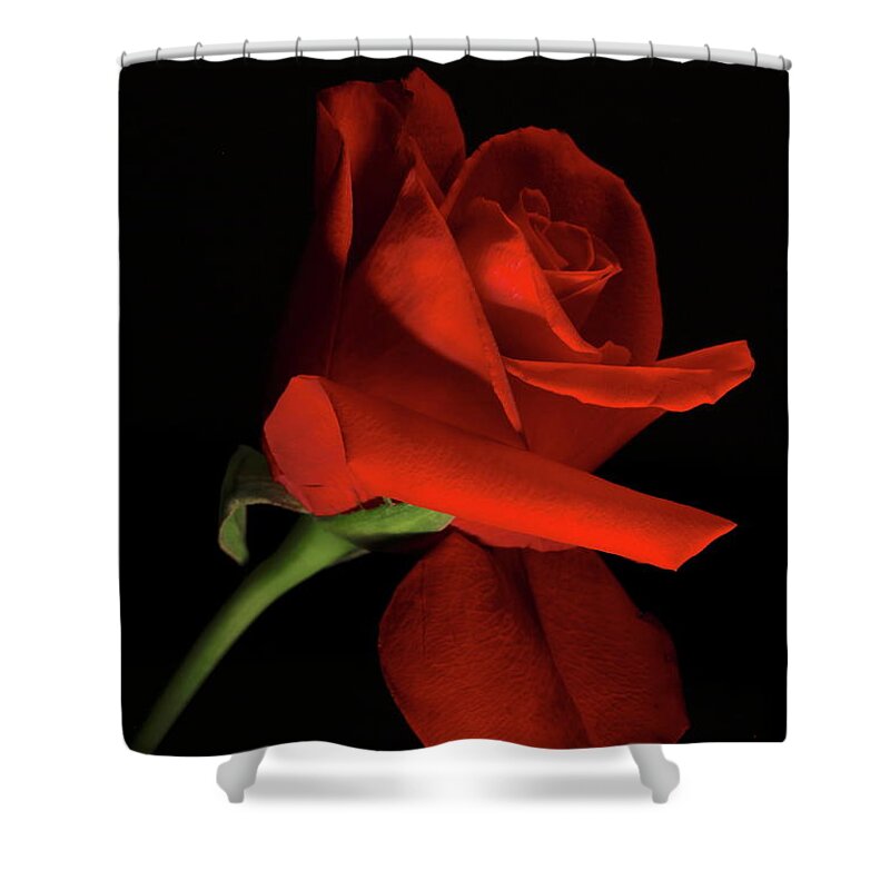 Macro Shower Curtain featuring the photograph Rose 8702 by Julie Powell