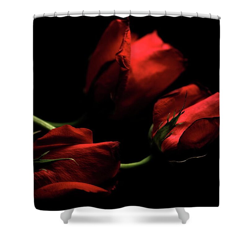 Macro Shower Curtain featuring the photograph Rose 8809 by Julie Powell