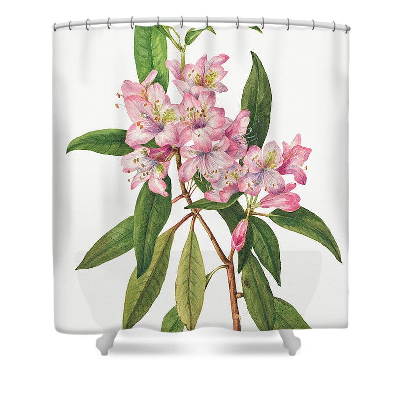 Rose Bay Rhododendron Shower Curtain featuring the painting Rose Bay Rhododendron by Mary Vaux Walcott. by World Art Collective
