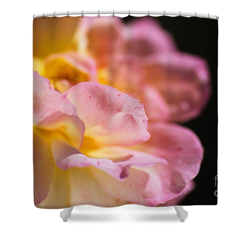 Abraham Darby Rose Flower Shower Curtain featuring the photograph Rose Blemishes Framed Eye by Joy Watson