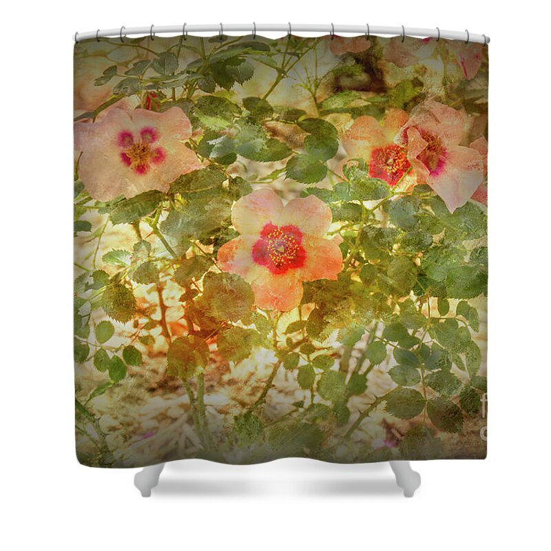 Roses Shower Curtain featuring the photograph Rose Garden 1 by Elaine Teague