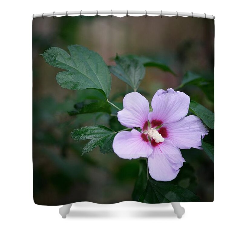Flower Shower Curtain featuring the photograph Rose of Sharon by DArcy Evans