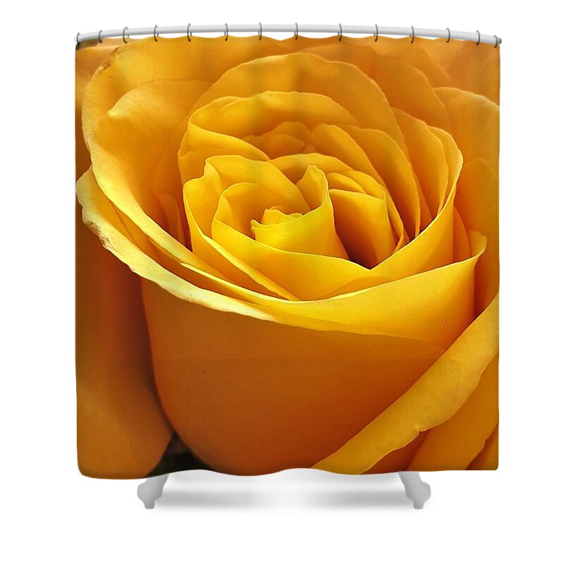 Rose Shower Curtain featuring the photograph Rose Light by Andrea Whitaker