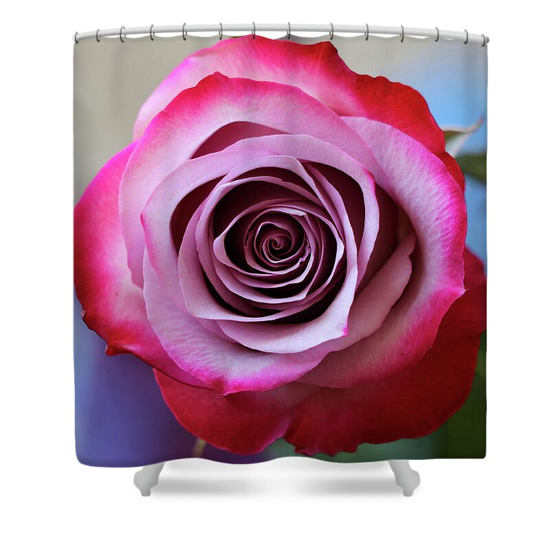 Rose Shower Curtain featuring the photograph Rose Swirl by Mary Anne Delgado