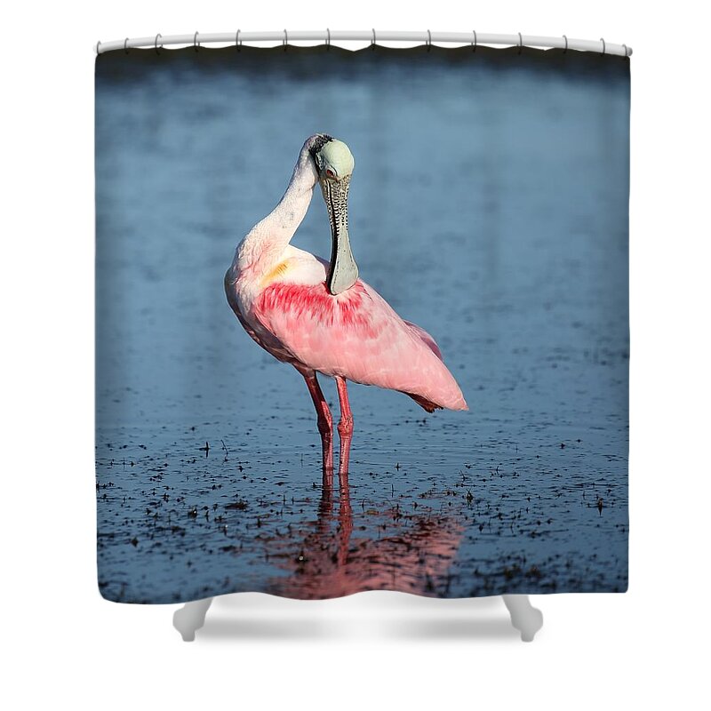 Roseate Spoonbill Shower Curtain featuring the photograph Roseate Spoonbill 16 by Mingming Jiang