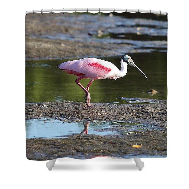 Roseate Spoonbill Shower Curtain featuring the photograph Roseate Spoonbill 4 by Mingming Jiang