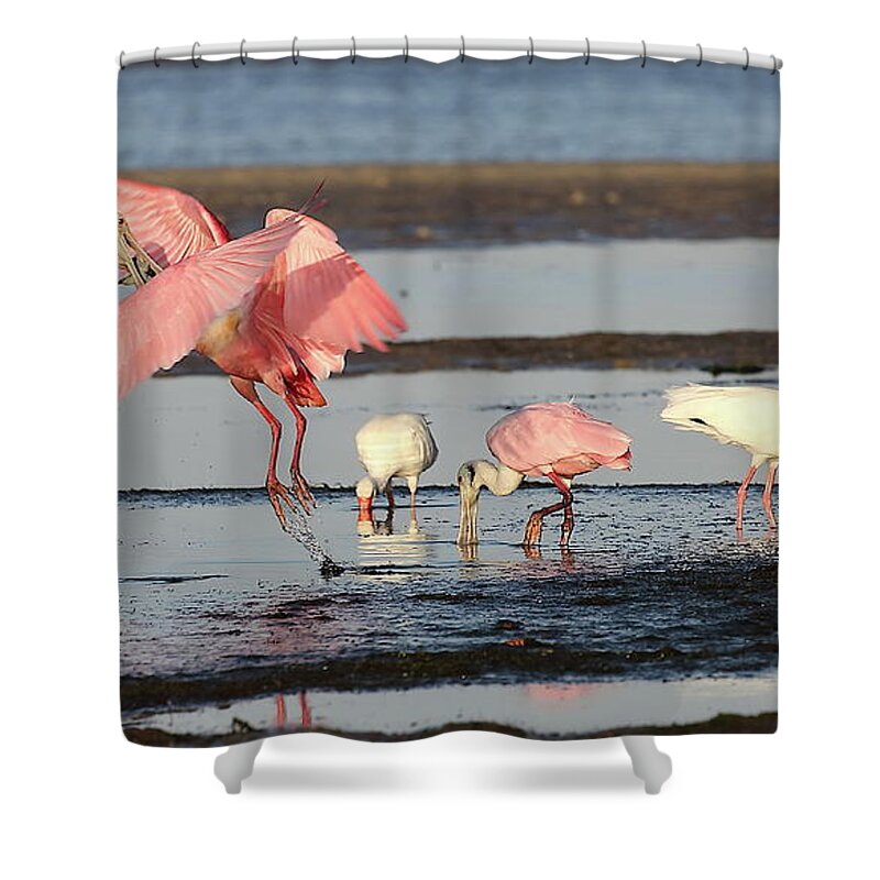 Roseate Spoonbill Shower Curtain featuring the photograph Roseate Spoonbill 9 by Mingming Jiang