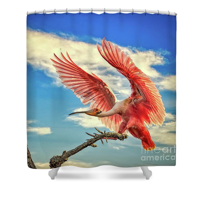 Birds Shower Curtain featuring the photograph Roseate Spoonbill by DB Hayes