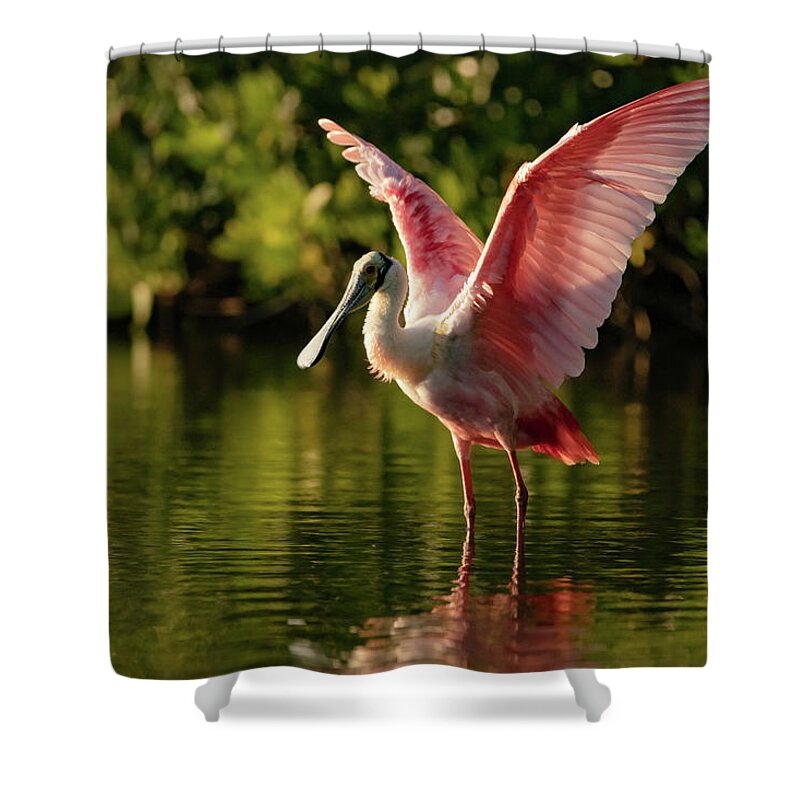 Bird Shower Curtain featuring the photograph Roseate Spoonbill by Doug McPherson