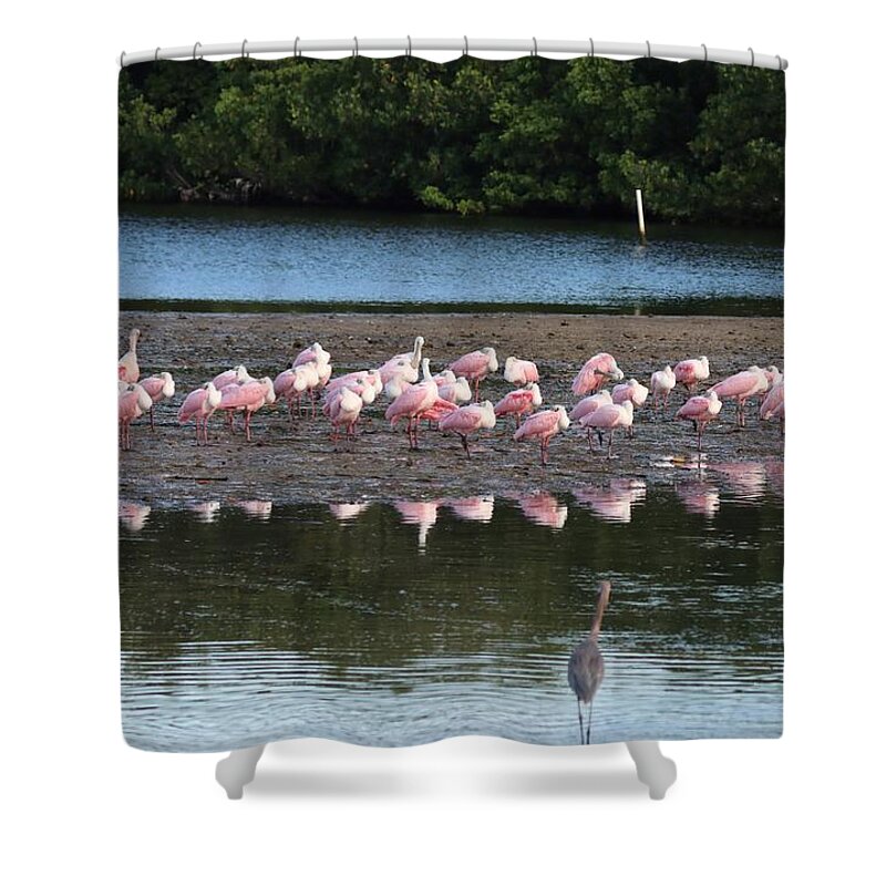 Roseate Spoonbill Shower Curtain featuring the photograph Roseate Spoonbills Gather Together 7 by Mingming Jiang