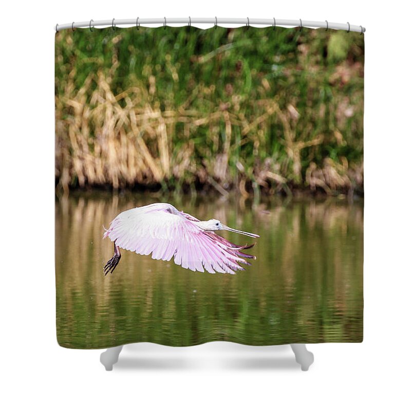 2020 Shower Curtain featuring the photograph Roseate Spoonbill in Flight by Dawn Richards