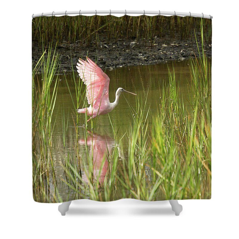 Roseate Spoonbill. Marsh Shower Curtain featuring the photograph Roseate Spoonbill In Flight by Patricia Schaefer