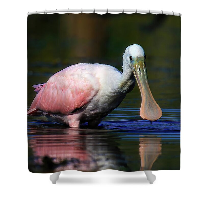Roseate Spoonbill Shower Curtain featuring the photograph Roseate Spoonbill by Shixing Wen