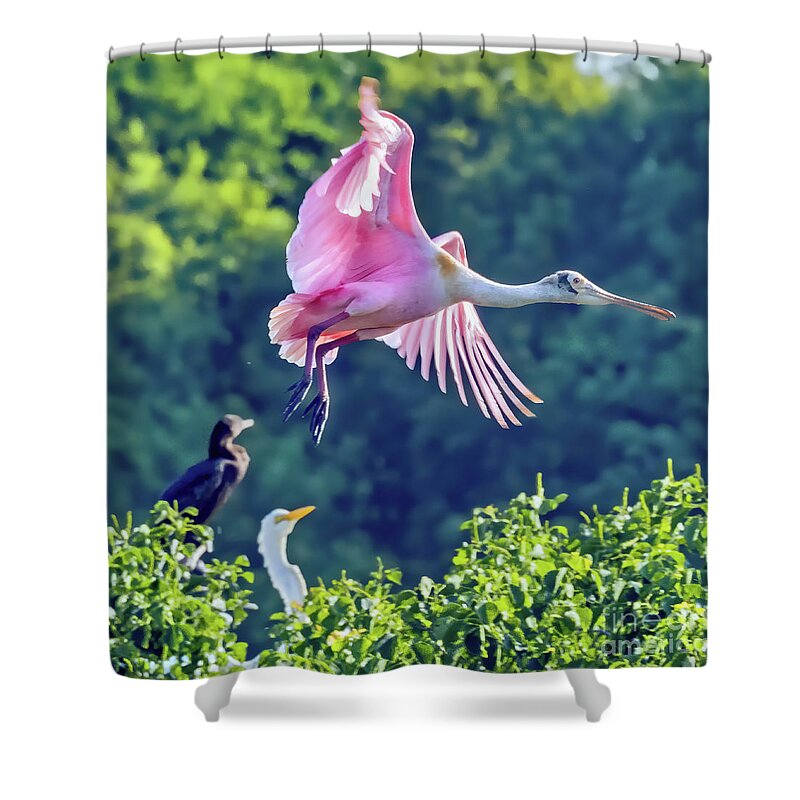 Bird Shower Curtain featuring the photograph Roseate Spoonbill in Flight by Tom Watkins PVminer pixs