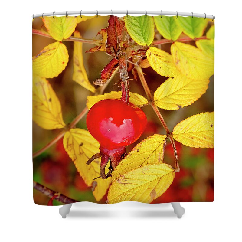 Rose Hip Shower Curtain featuring the photograph Rosehip. Winter is coming. by Elena Perelman