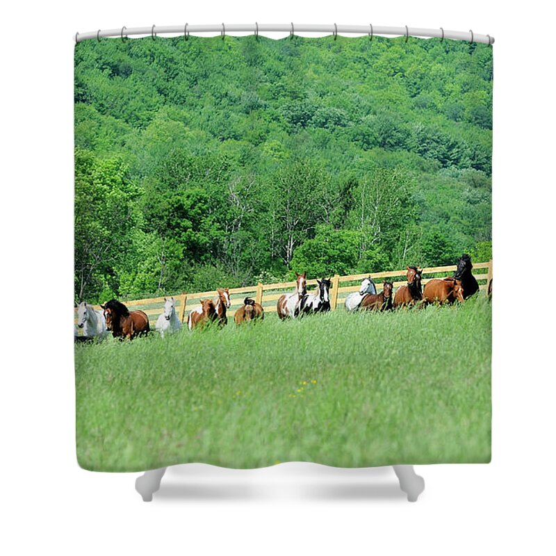 Rosemary Farm Sanctuary Shower Curtain featuring the photograph Rosemary Farm Herd #225 by Carien Schippers