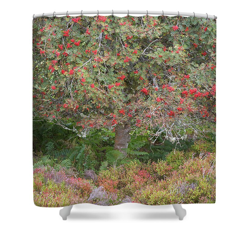 Landscape - Scenery Shower Curtain featuring the photograph Rowan Tree, Bilberries and Heather by Anita Nicholson
