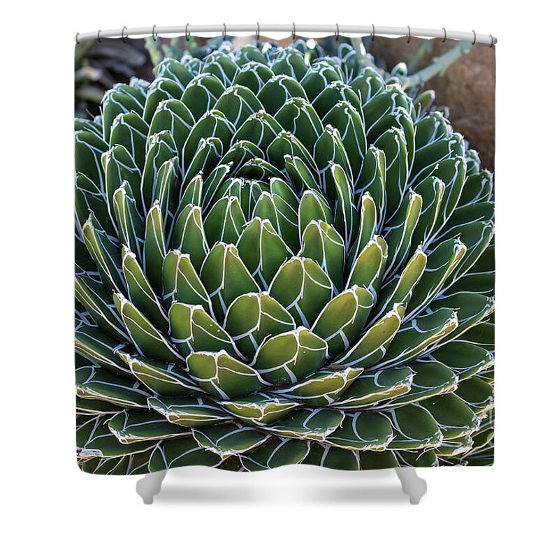 Agave Shower Curtain featuring the photograph Royal Agave by Eva Lechner