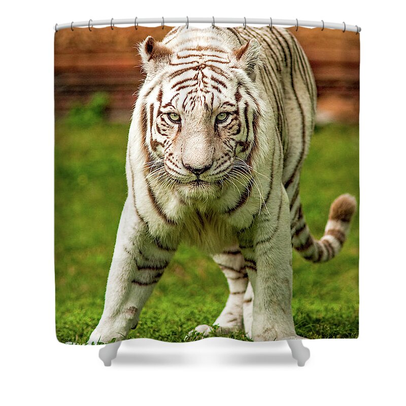 Royal Bengal Tiger Shower Curtain featuring the photograph Royal Bengal Tiger by Winston D Munnings