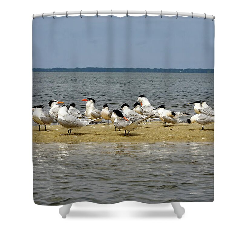 Royal Terns Shower Curtain featuring the photograph Royal Terns on Sand Spit by Sally Weigand