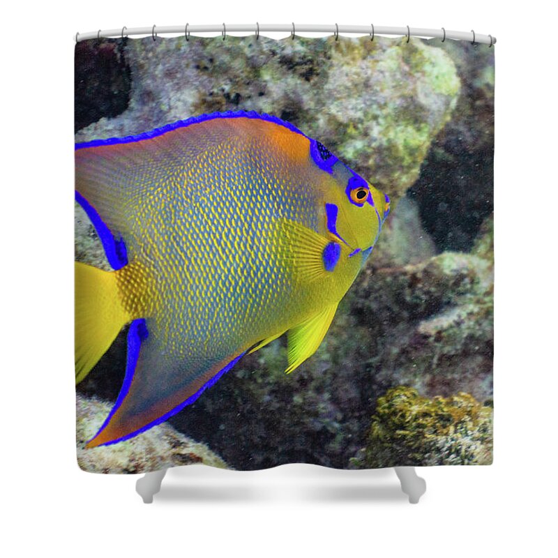 Fish Shower Curtain featuring the photograph Royalty by Lynne Browne