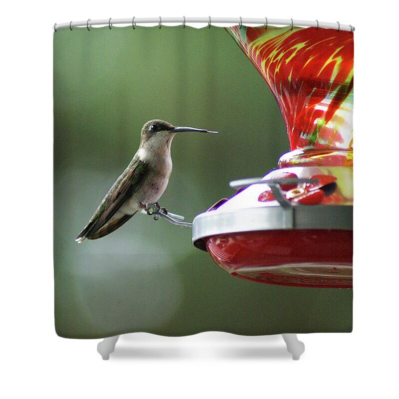  Shower Curtain featuring the photograph Ruby Female by Heather E Harman